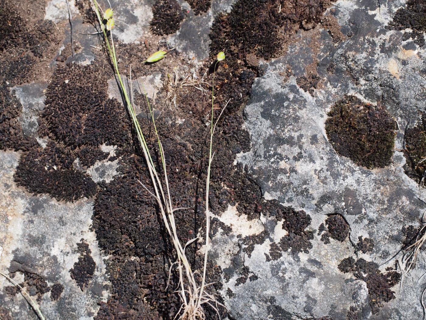 Brome, Field plant